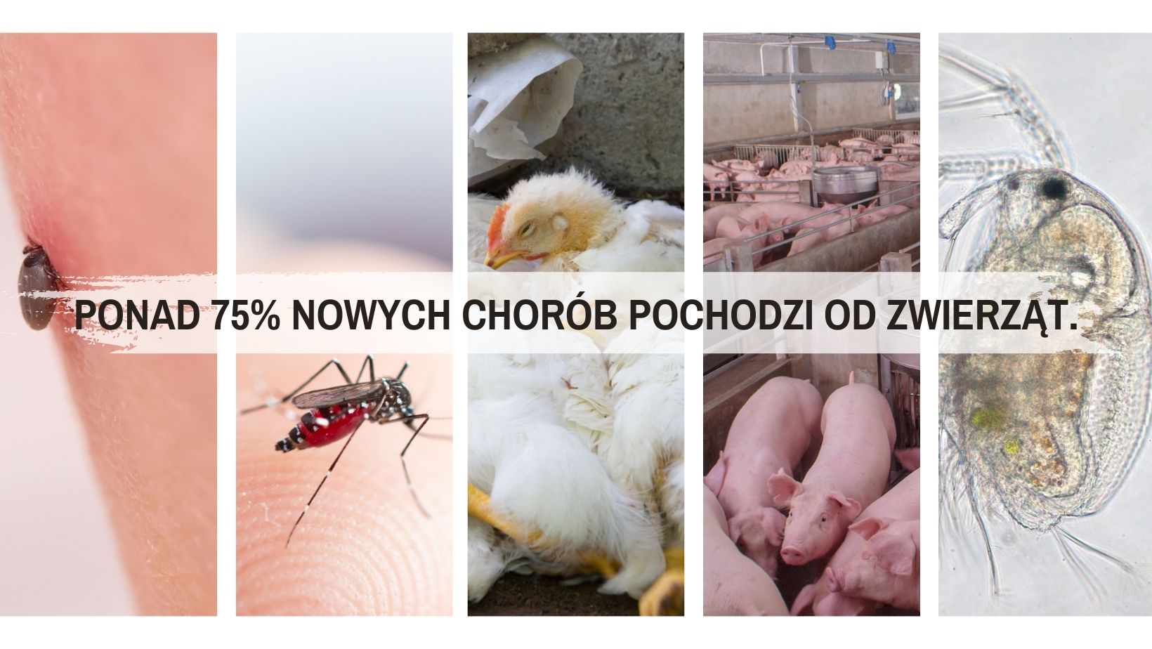 zdjęcie przedstawia wektory zwierzęce będące głównym źródłem nowych chorób zakażnych. od lewej kleszcz, komar, ptaki, świnie i pchła